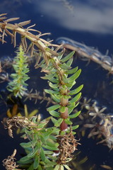 Hippuris tetraphylla
