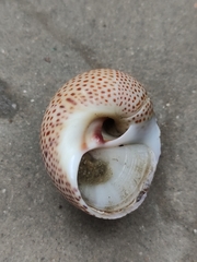 Naticarius stercusmuscarum