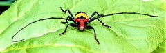 Purpuricenus laetus