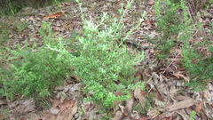 Pultenaea retusa