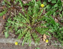 Taraxacum gelertii