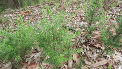 Pultenaea retusa