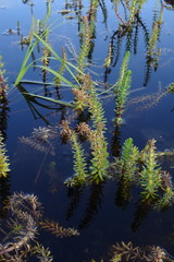 Hippuris tetraphylla