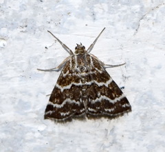Evergestis alborivulalis