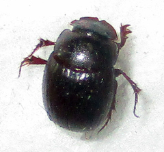Metacatharsius