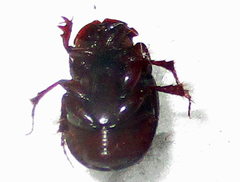 Metacatharsius