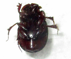 Metacatharsius