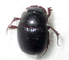 Metacatharsius