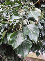 Hedera helix