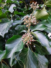 Hedera helix