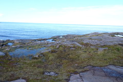Hippuris tetraphylla