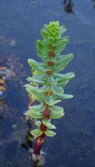 Hippuris tetraphylla