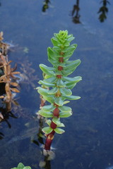 Hippuris tetraphylla