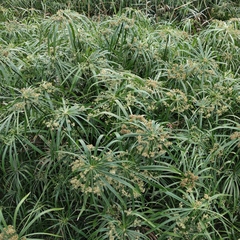 Cyperus alternifolius