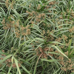 Cyperus alternifolius