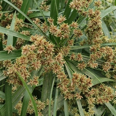 Cyperus alternifolius