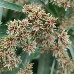 Cyperus alternifolius