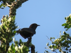 Cuculus clamosus clamosus