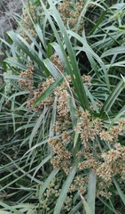 Cyperus alternifolius