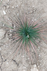 Asphodelus tenuifolius