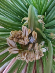 Asphodelus tenuifolius