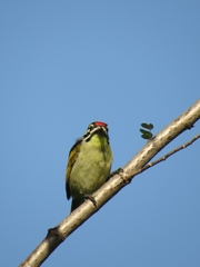 Pogoniulus pusillus pusillus