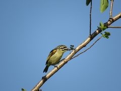 Pogoniulus pusillus pusillus