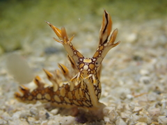 Bornella anguilla