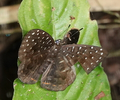 Napaea eucharila