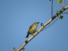 Pogoniulus pusillus pusillus