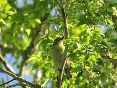 Pogoniulus pusillus pusillus