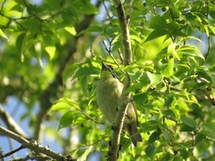 Pogoniulus pusillus pusillus