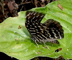 Napaea eucharila