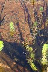 Hippuris tetraphylla