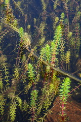 Hippuris tetraphylla