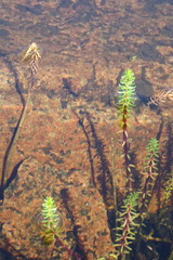 Hippuris tetraphylla