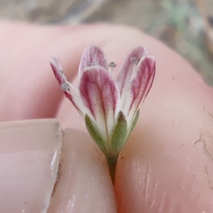 Gypsophila capillaris