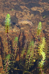 Hippuris tetraphylla