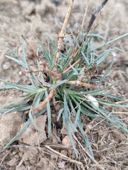Gypsophila capillaris
