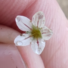Gypsophila capillaris