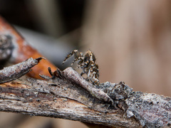 Pseudomogrus pseudovalidus