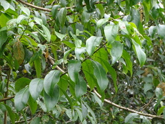 Ehretia longiflora