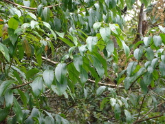 Ehretia longiflora