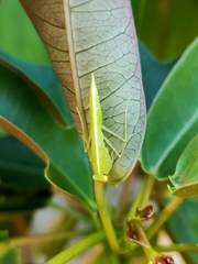 Tropidomantis tenera