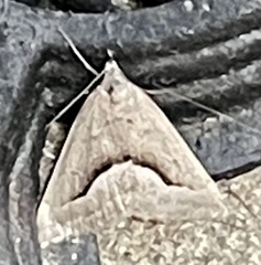 Dichromodes euscia