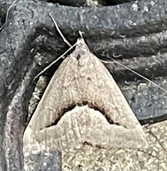 Dichromodes euscia