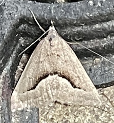 Dichromodes euscia