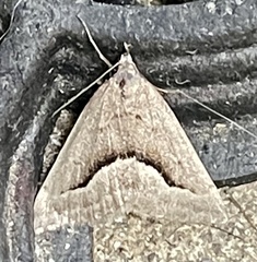 Dichromodes euscia