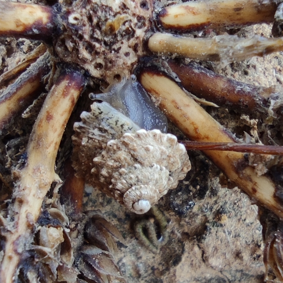 Xerocrassa tuberculosa