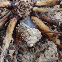 Xerocrassa tuberculosa